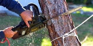 Best Pest Control for Lawns  in Coon Rapids, IA