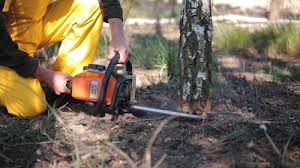 Coon Rapids, IA Tree Services Company