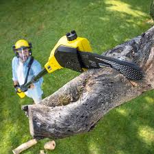 Best Tree Health Inspection  in Coon Rapids, IA