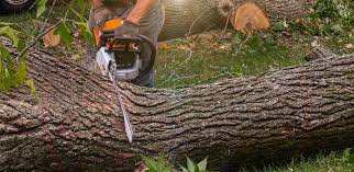 Best Root Management and Removal  in Coon Rapids, IA