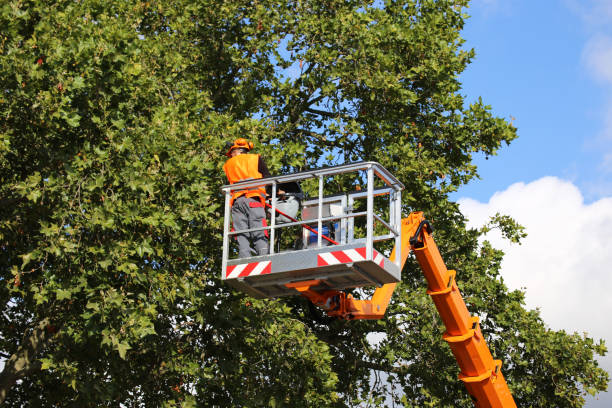 How Our Tree Care Process Works  in  Coon Rapids, IA