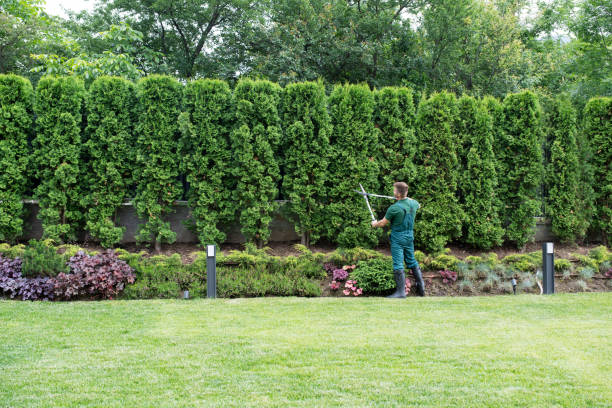 Best Leaf Removal  in Coon Rapids, IA