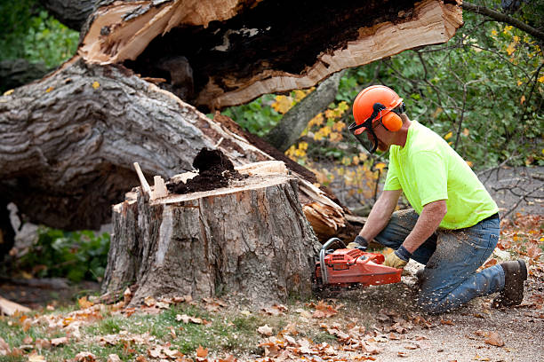 How Our Tree Care Process Works  in  Coon Rapids, IA