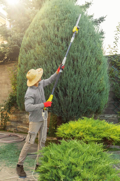 Best Tree Cabling and Bracing  in Coon Rapids, IA